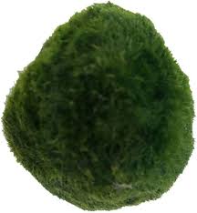 Mini Akvarium Växt: Grön Sjögräsboll